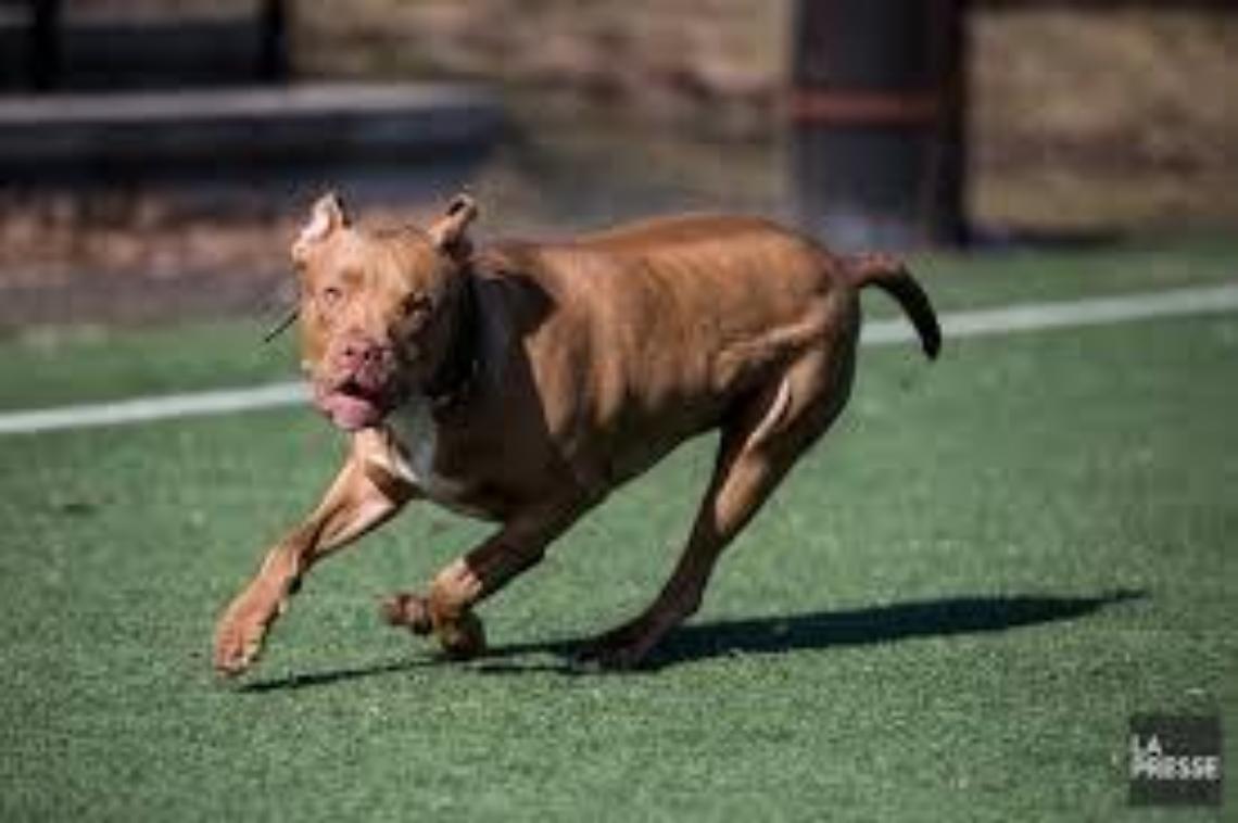 «Il mio cagnolino aggredito da un pitbull libero»