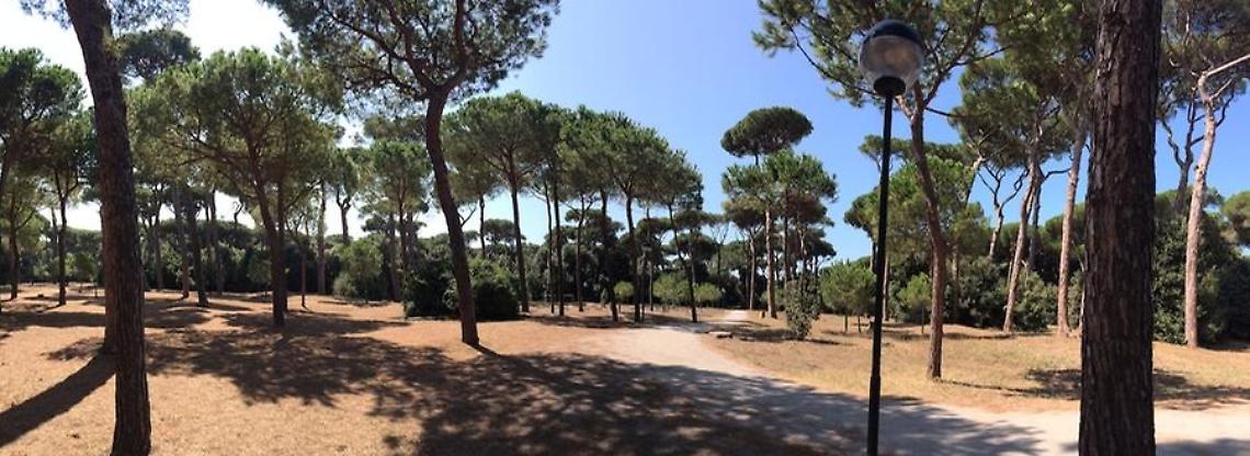 Fregene, allarme sulla pineta