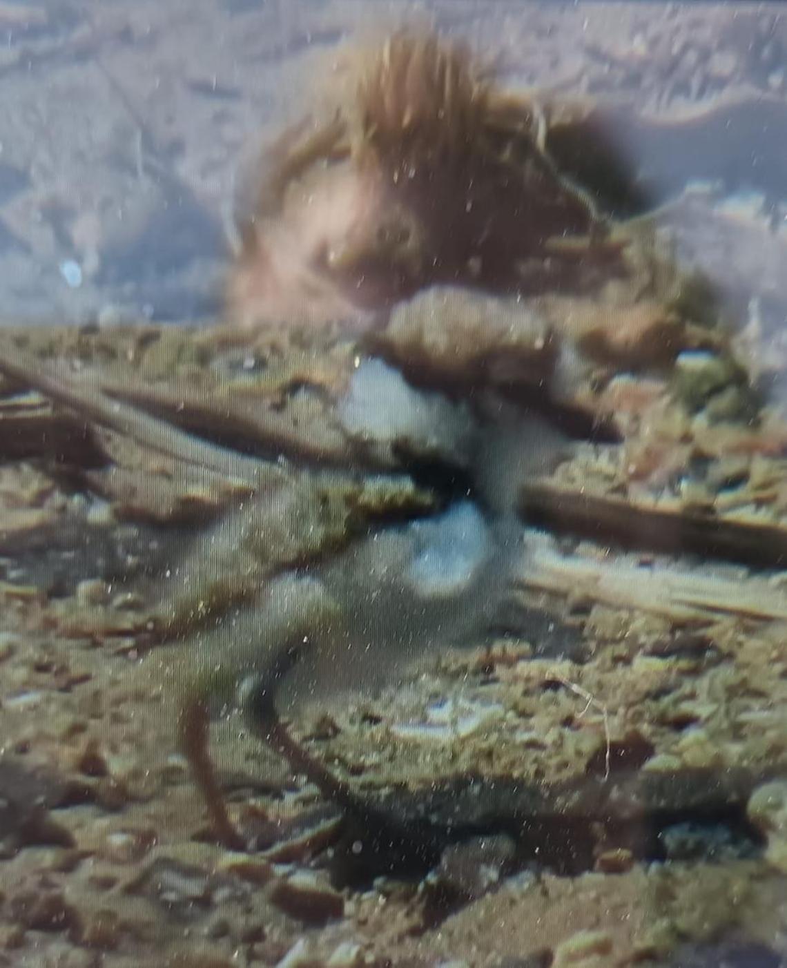 In palude fiocco azzurro per Francesco