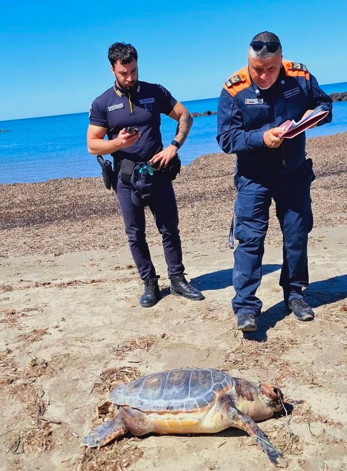 Tartaruga marina &ldquo;Caretta Caretta&rdquo; rinvenuta a Tarquinia sulla spiaggia in localit&agrave; San Giorgio
