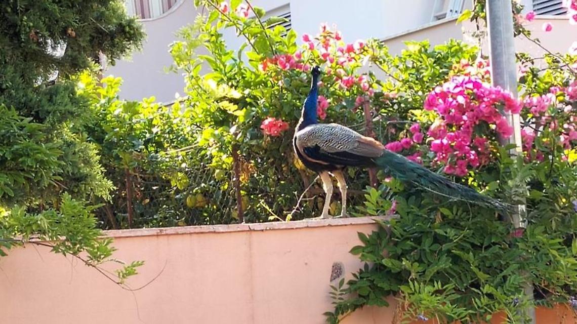 Un pavone a spasso tra i giardini di San Gordiano