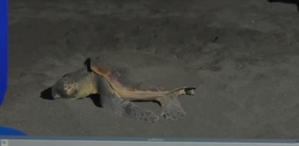 Ladispoli e le tartarughe marine, incontri per conoscere la Caretta caretta