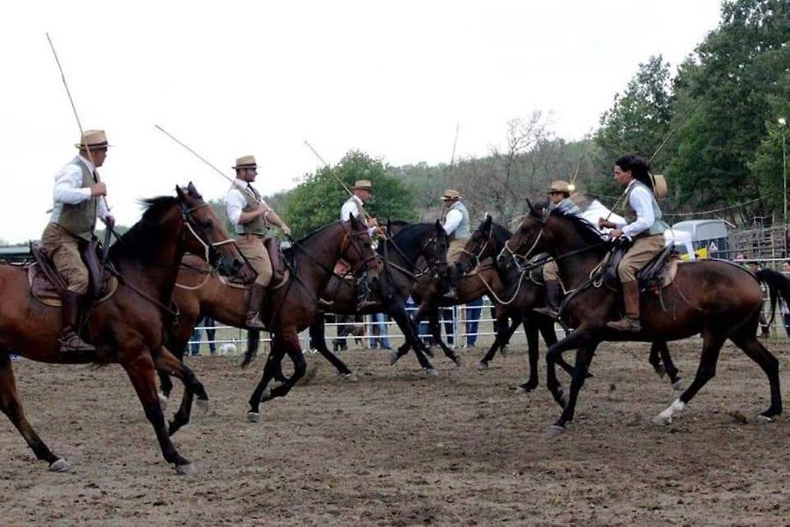Canino celebra il cavallo maremmano