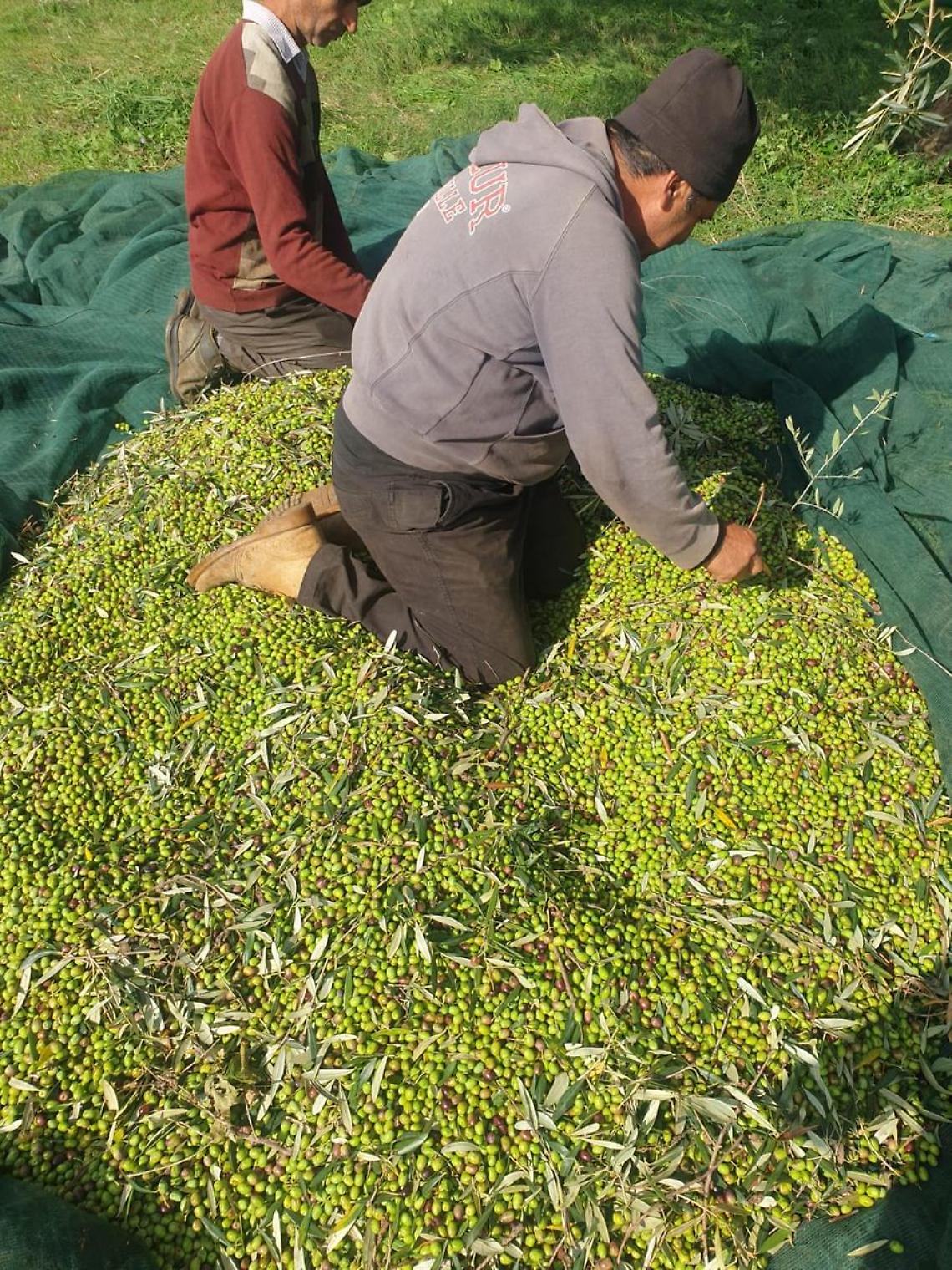Un “taglio alla crisi” del settore: un bando per la raccolta delle olive