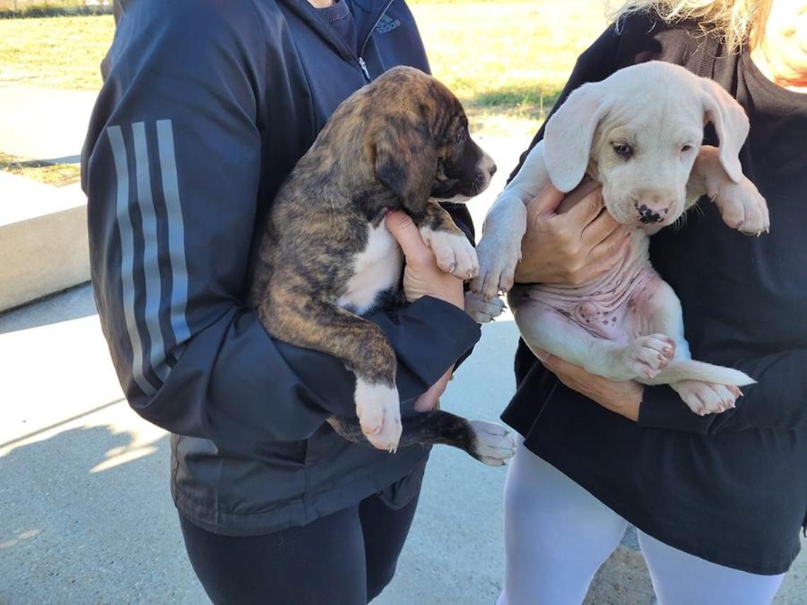 Sterilizzazioni gratuite, microchip e adozioni responsabili: stop agli abbandoni