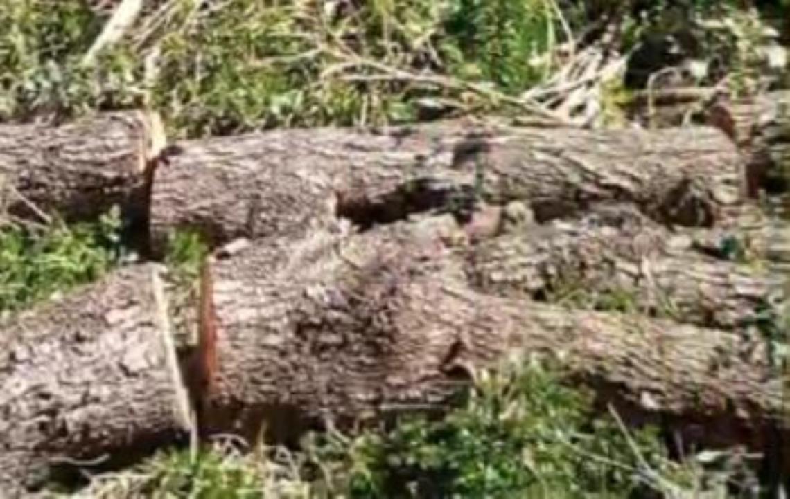 «Lentischi di 70/80 anni rasi al suolo: il sindaco di Santa Marinella fermi questo ennesimo scempio»