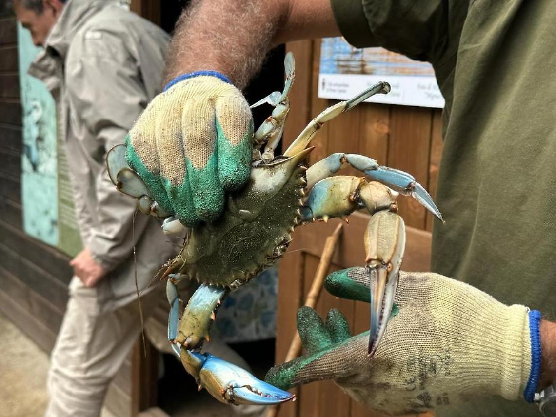 «I granchi blu cibo per cani e gatti, progetto utile per tutelare la costa»