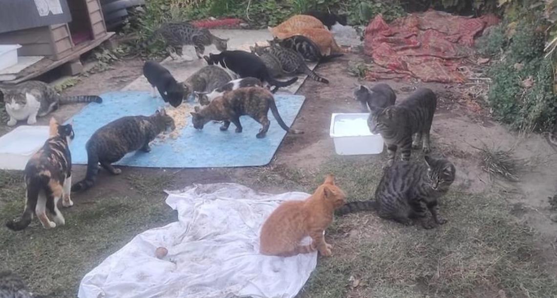 Animali e volontari senza tutele, l’opposizione: «Basta indifferenza»
