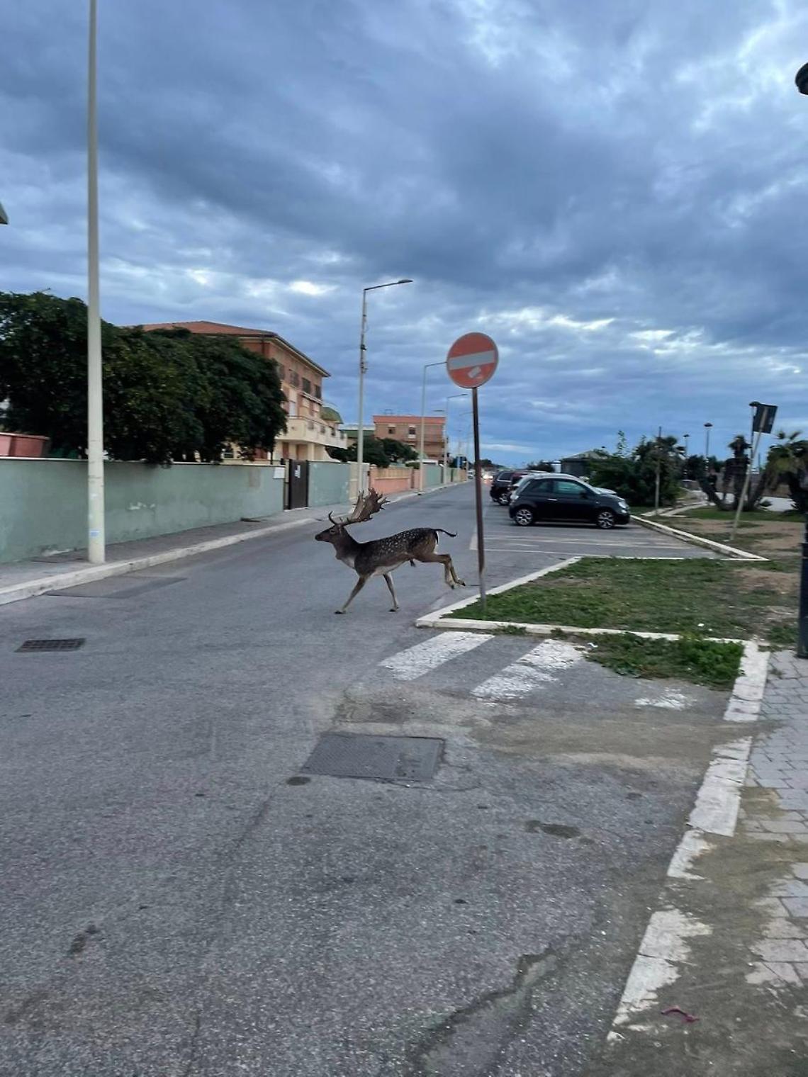 Ladispoli, daino a spasso in città: poi si tuffa in mare