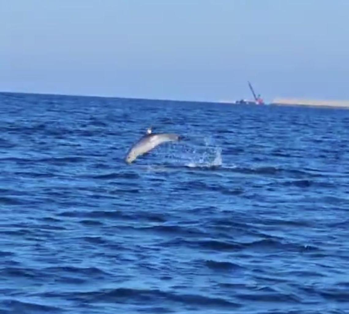 Delfini nella baia: avvistati madre e cucciolo tra la Lega Navale e la Marina
