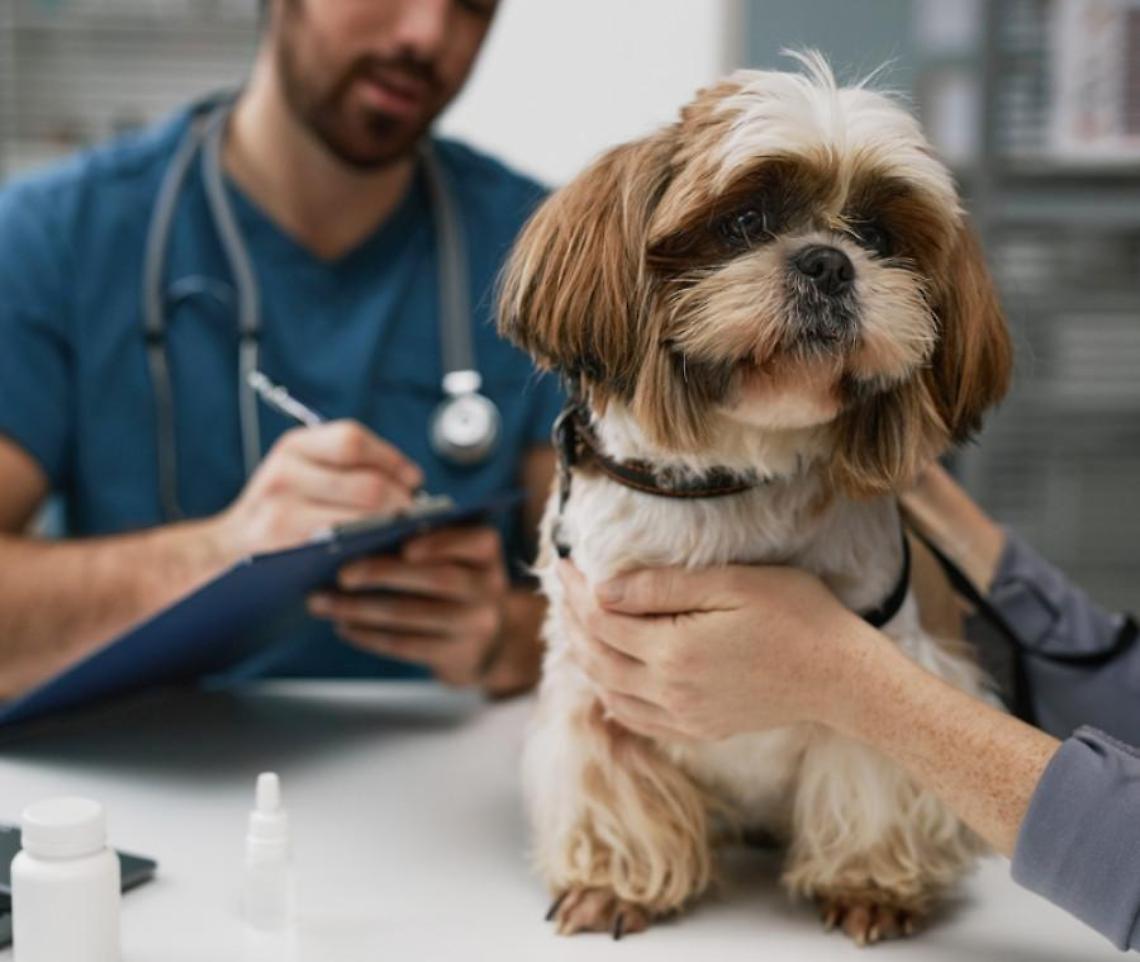 Torna il microchip day gratuito