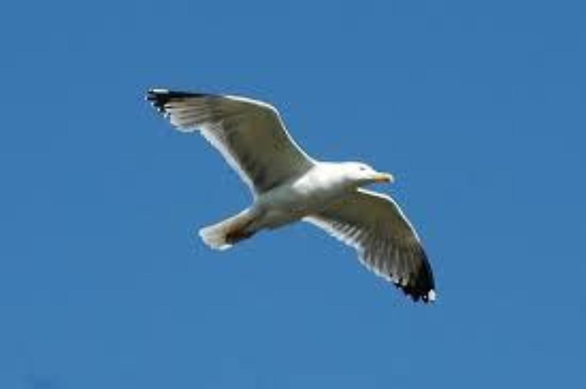 «Abbattuti illegalmente quattro esemplari di uccelli non cacciabili»