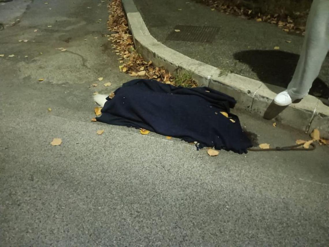 Cane investito e ucciso in via S. Maria della Grotticella