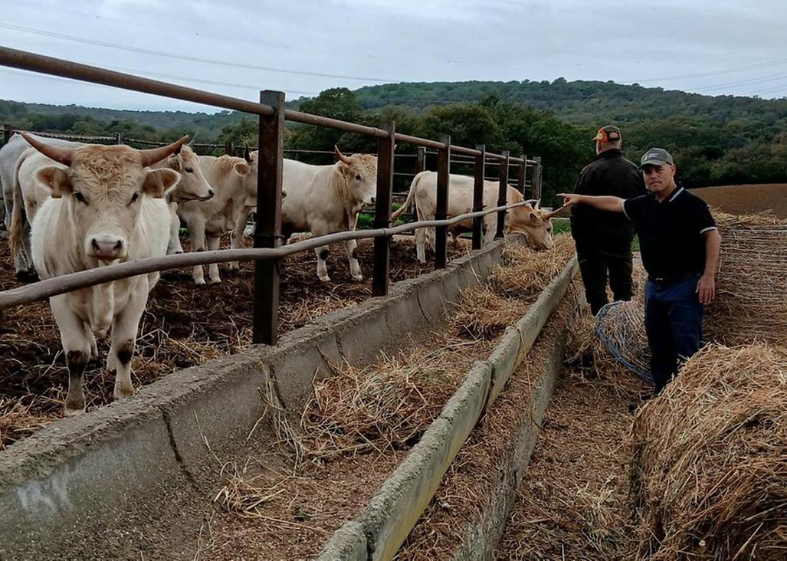 Università Agraria Tarquinia, pubblicato il bando per l’acquisto dei vitelli