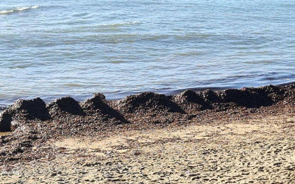 La Posidonia oceanica a Santa Marinella ha una enorme importanza ecologica