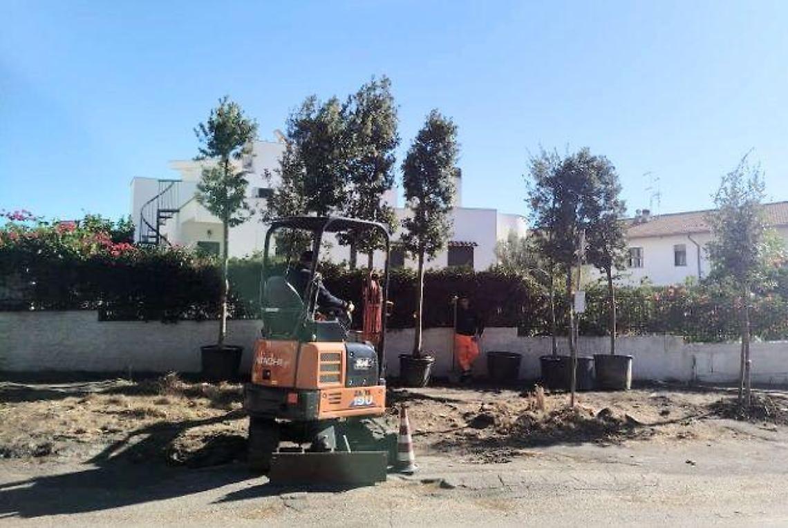 Santa Marinella, tredici nuovi alberi al posto degli undici pini abbattuti