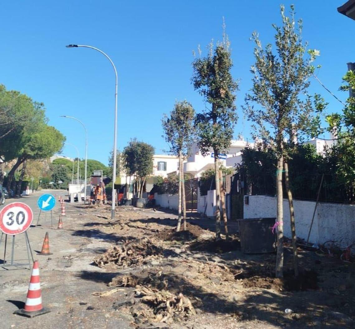 «L’assessora Mei parla di “ripiantumazione e compensazione” , finalmente il tema entra nella cultura amministrativa di S. Marinella»