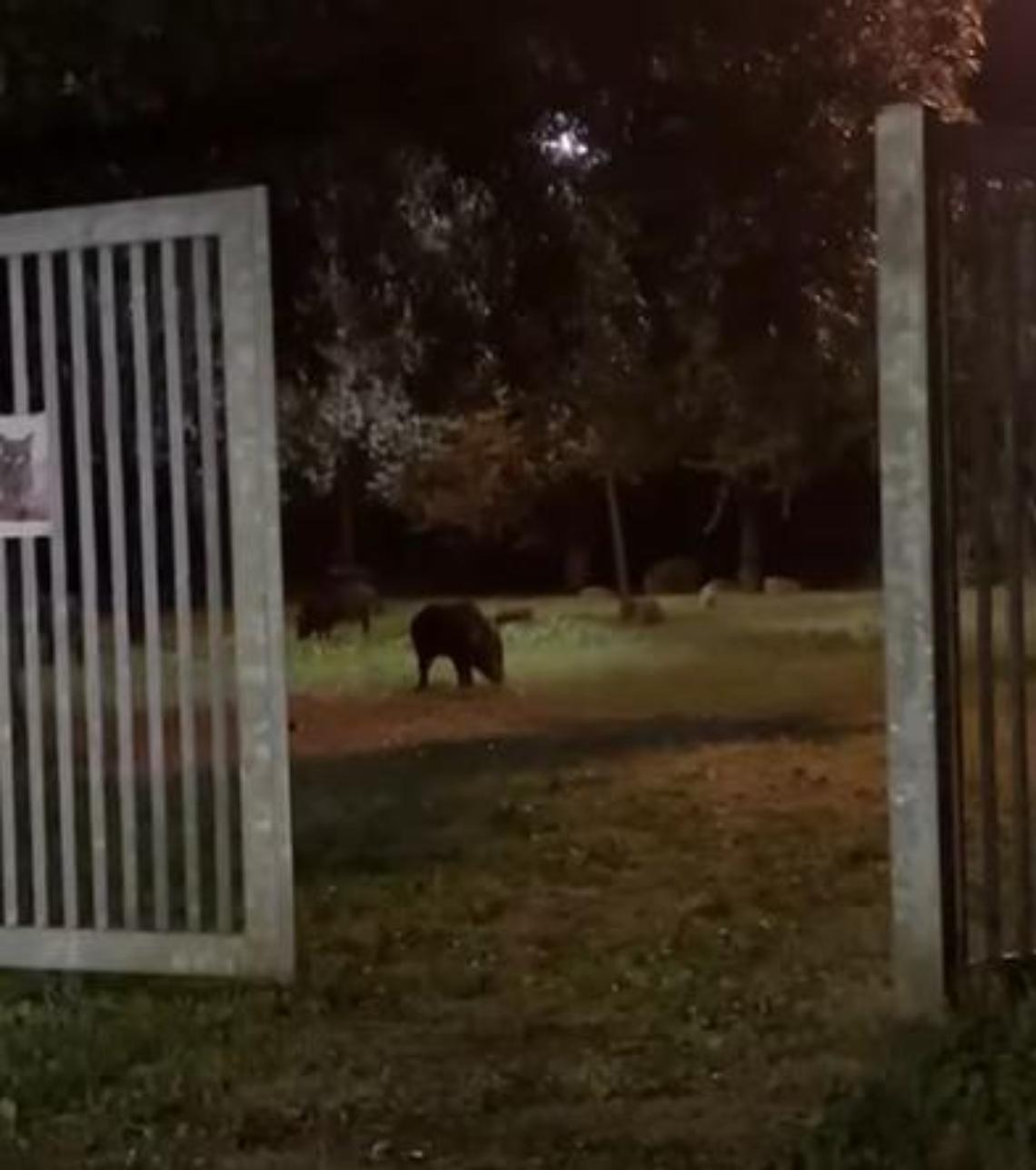 Tornano i cinghiali nei parchi, l’allarme scatta al Miami