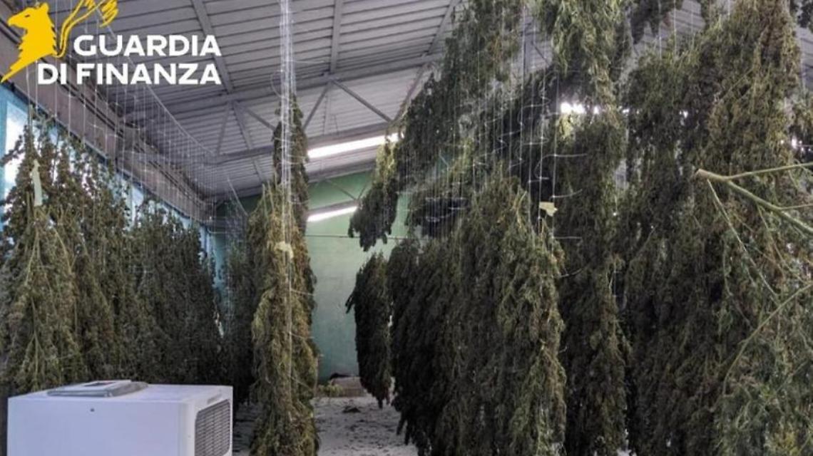 Viterbo, finta canapa light: la Finanza sequestra 30 chili di marijuana