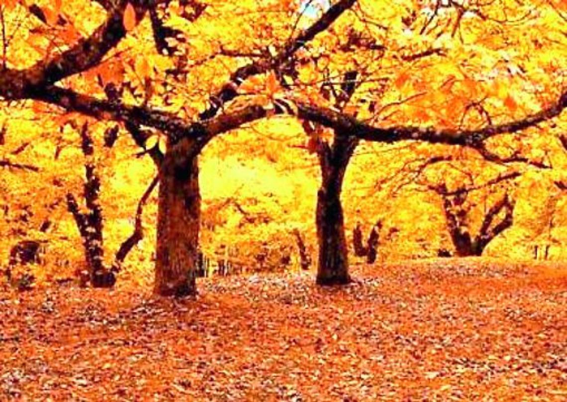 Cooperativa “Il Castagneto”: bilancio positivo, ma cresce la preoccupazione per le vendite individuali