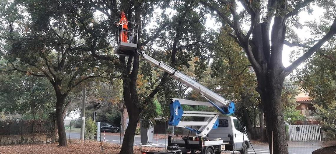 Parte il piano di potatura e cura del patrimonio arboreo
