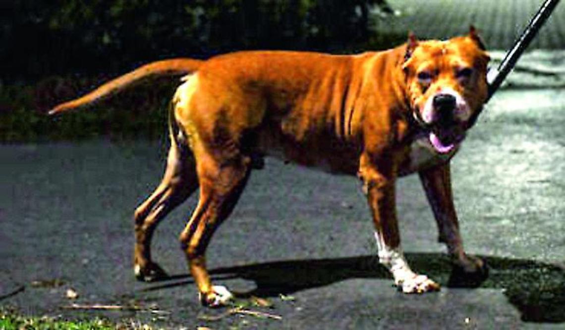 Pitbull aggressivo a piede libero a San Liborio: la denuncia dei residenti