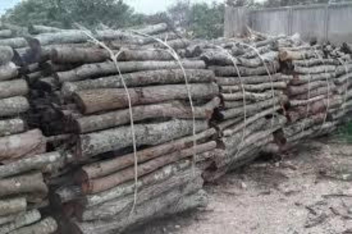 Legna da ardere, l&rsquo;Universit&agrave; agraria di Tarquinia vende anche tagli da camino con consegna a domicilio