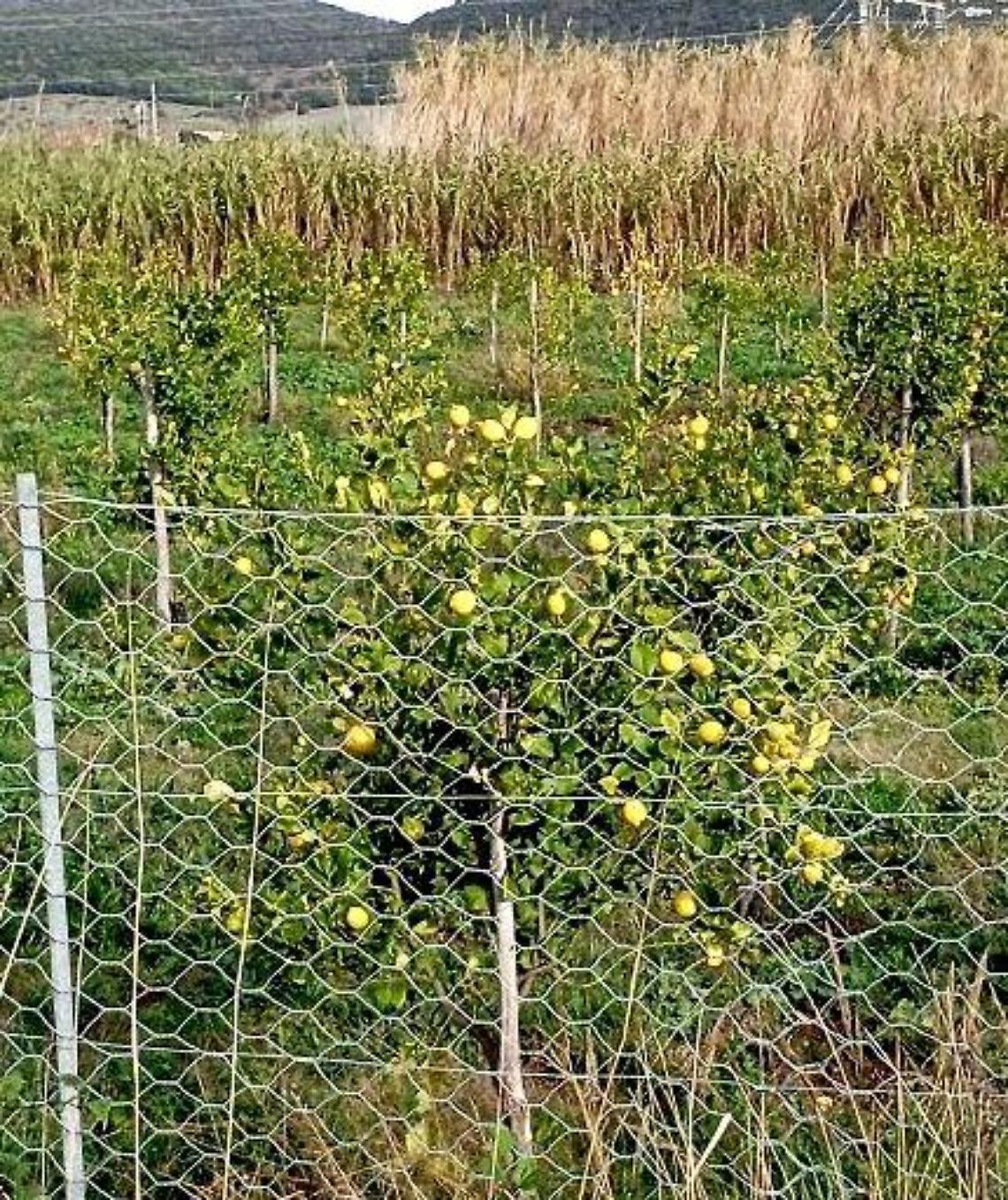 Limoneto Santa Marinella, Tidei scrive alla commissaria: &laquo;Urgono interventi manutentivi&raquo;