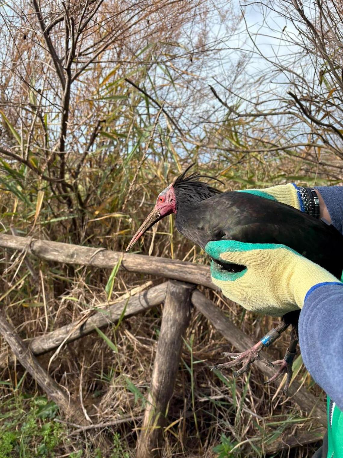 Il rarissimo Ibis eremita a spasso per le vie del centro