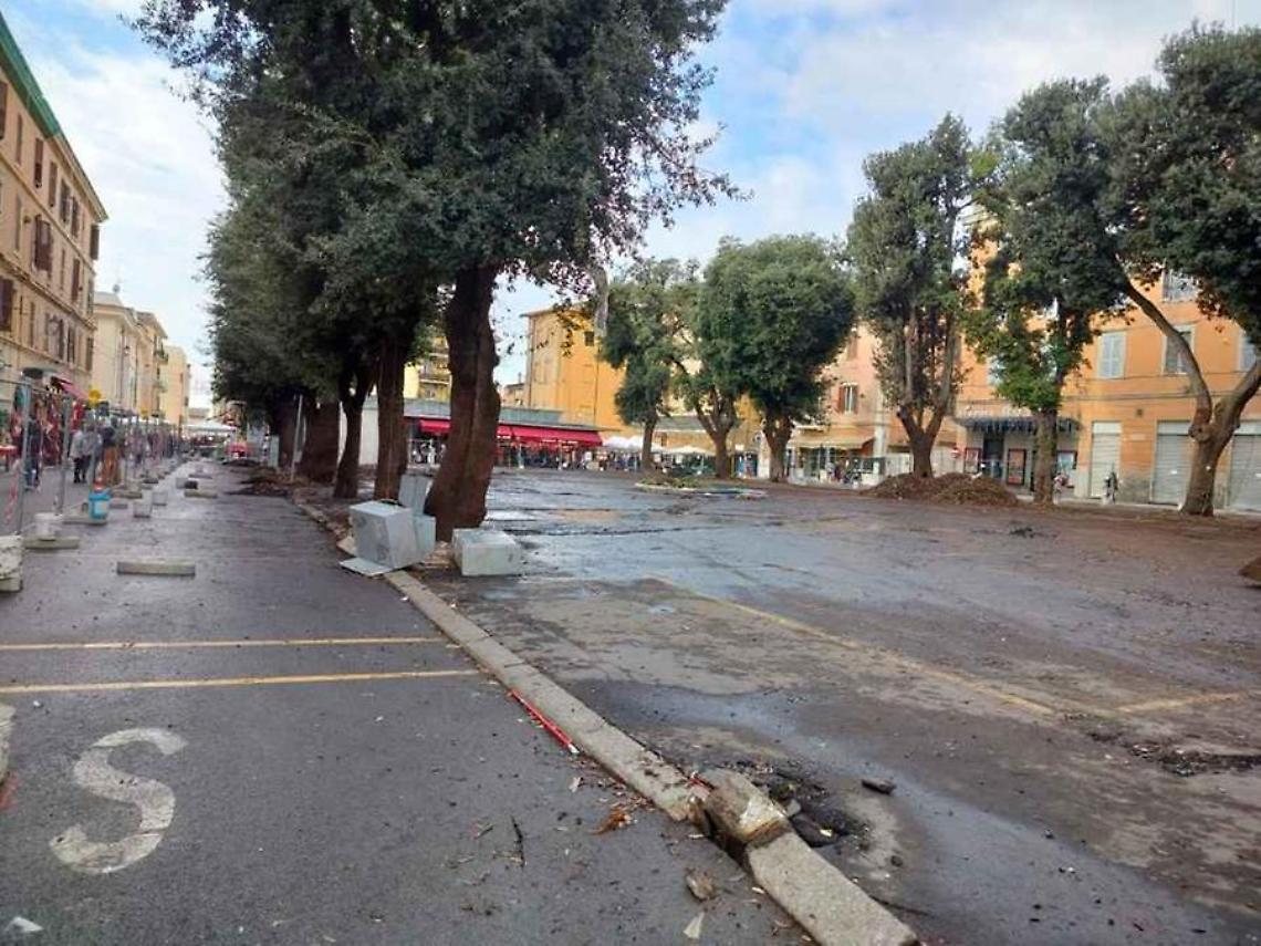 Perizie sugli alberi, il M5S critico