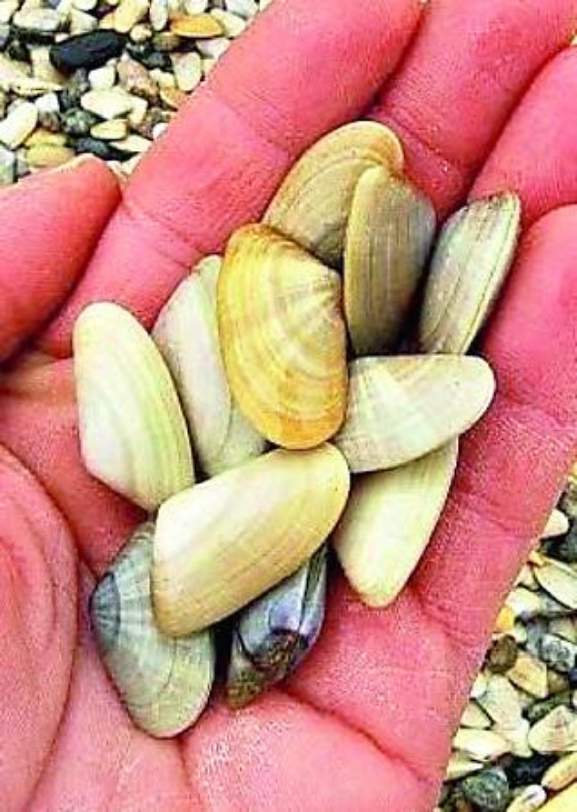 Salmonella nelle telline: scatta l&rsquo;ordinanza con divieto di raccolta, vendita e consumo