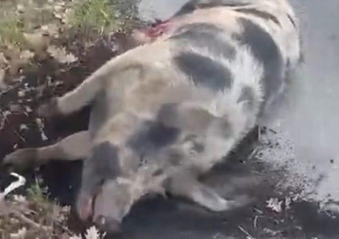 Auto investe e uccide maiale, ferita una donna