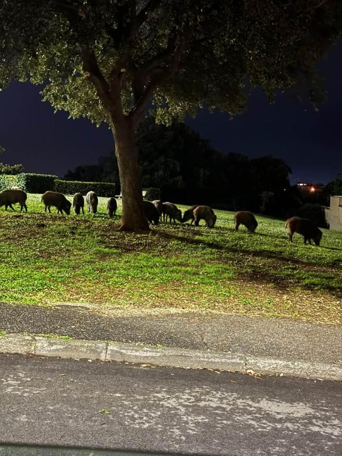 Cinghiali: da Ladispoli a Campo di Mare si susseguono gli avvistamenti