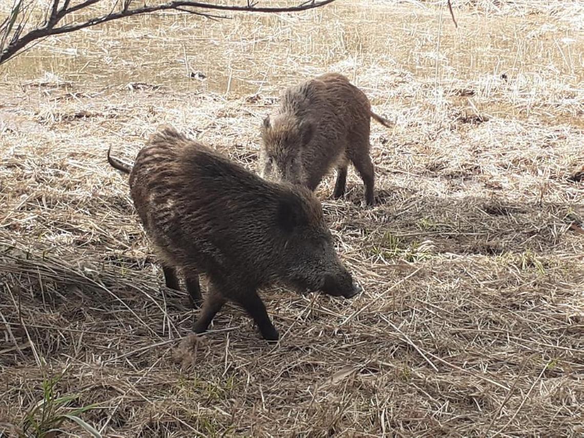 Sos cinghiali, al via il piano di cattura
