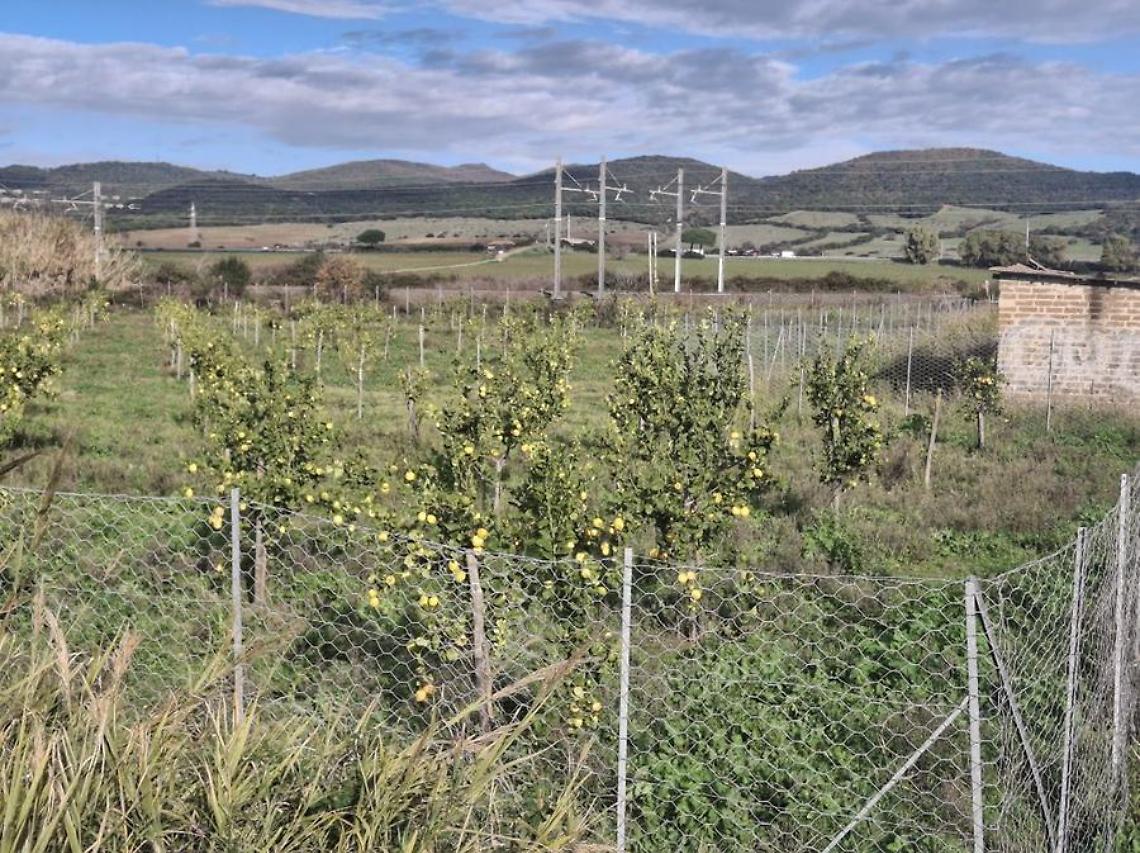 Pietro Tidei: &laquo;Il limoneto di Santa Severa con le alte temperature rischia di logorarsi&raquo;