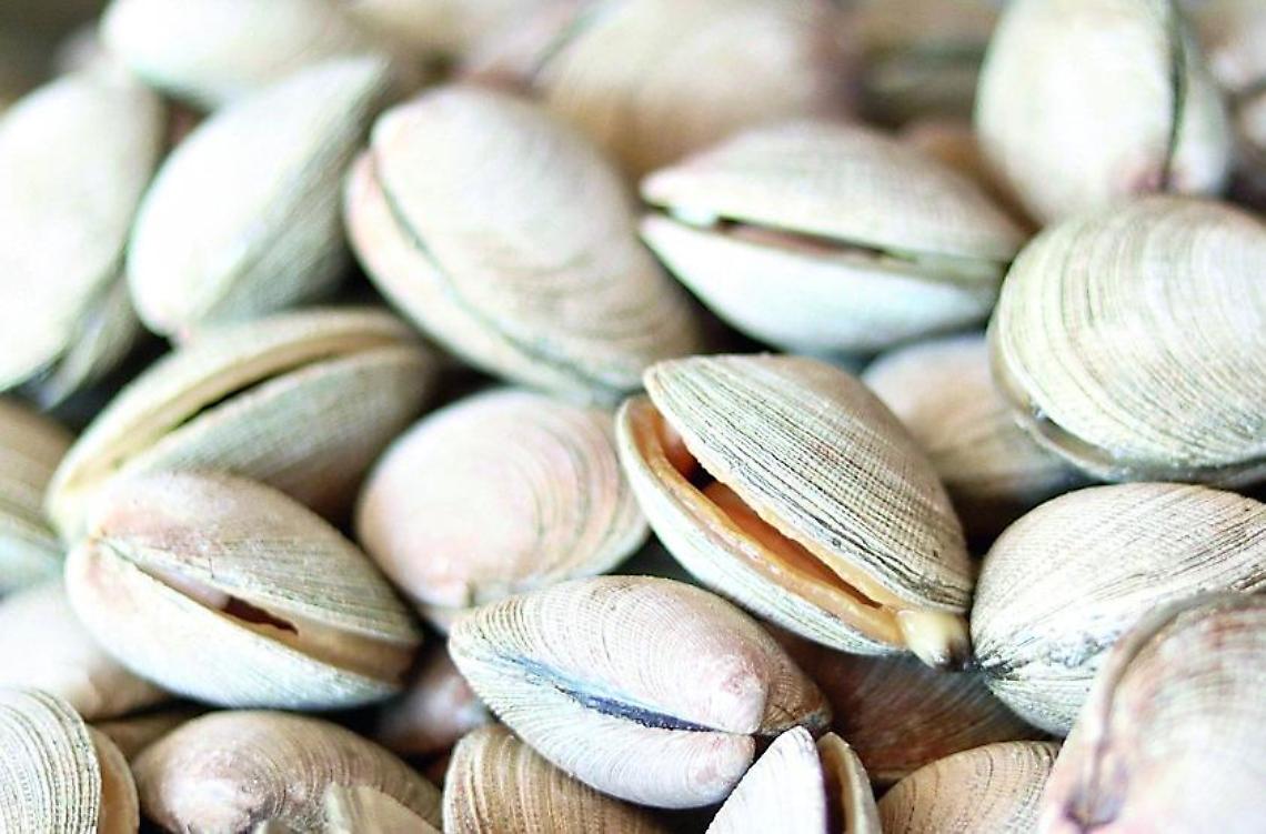 Vongole pescate in acque &ldquo;contaminate&rdquo;: maxi sequestro della Guardia costiera