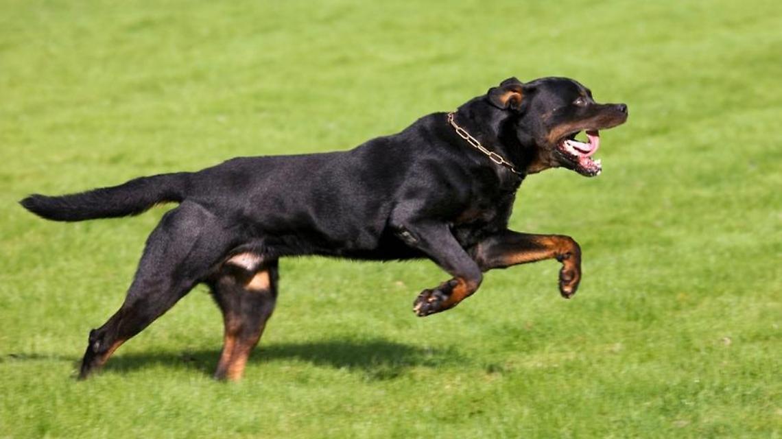 Rottweiler sbrana cagnolino, paura a Ladispoli