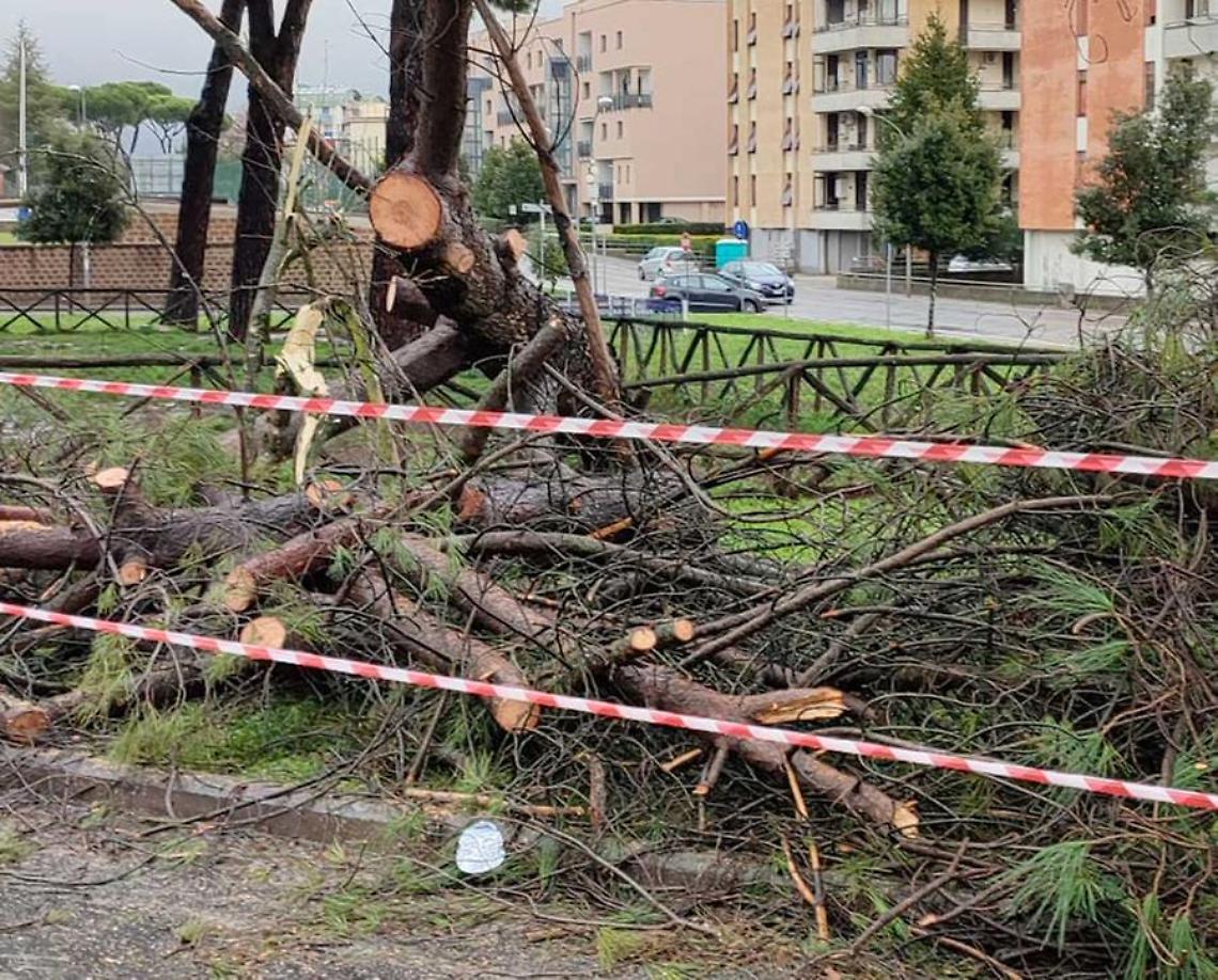 Crolla pino, paura in via Enrico Minio