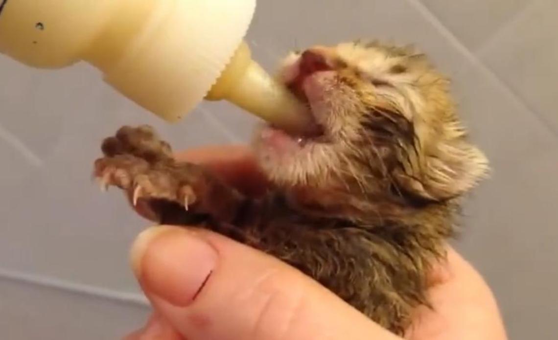 Il cuore immenso di Civitavecchia salva una mamma gatta e i suoi sette cuccioli