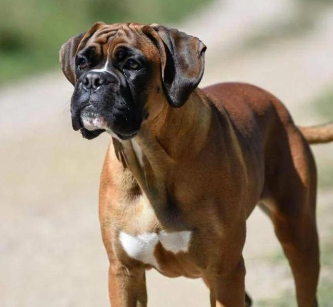 Cane sciolto cerca di assalire cucciolo e padrona: paura in citt&agrave;