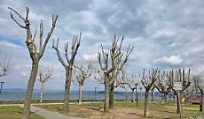 &laquo;Alberi potati sul lungolago con tecnica dannosa&raquo;