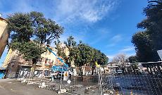 Mattinata di monitoraggi per gli alberi del mercato