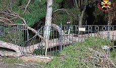 Pino crolla nella notte: intervento dei Vigili del Fuoco