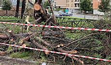 Crolla pino, paura in via Enrico Minio