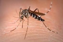 West nile e arbovirosi, la Asl Rm4 potenzia i controlli