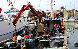 Cinque giorni in mare e stop ai tagli per il 2026: i pescatori tornano a respirare