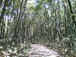 Forest Therapy al faggeto: viaggio nella natura