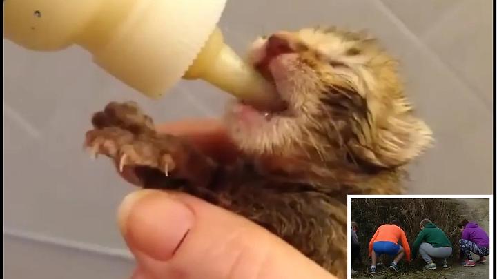 Il cuore immenso di Civitavecchia salva una mamma gatta e i suoi sette cuccioli