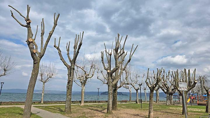 &laquo;Alberi potati sul lungolago con tecnica dannosa&raquo;