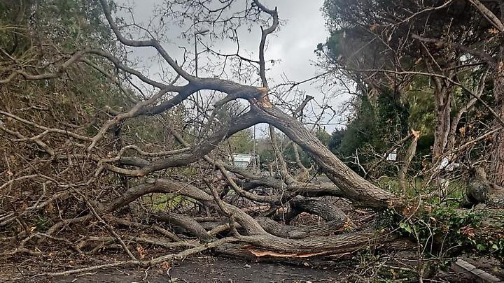 Cade un albero sulla ciclabile di Palo: dramma sfiorato